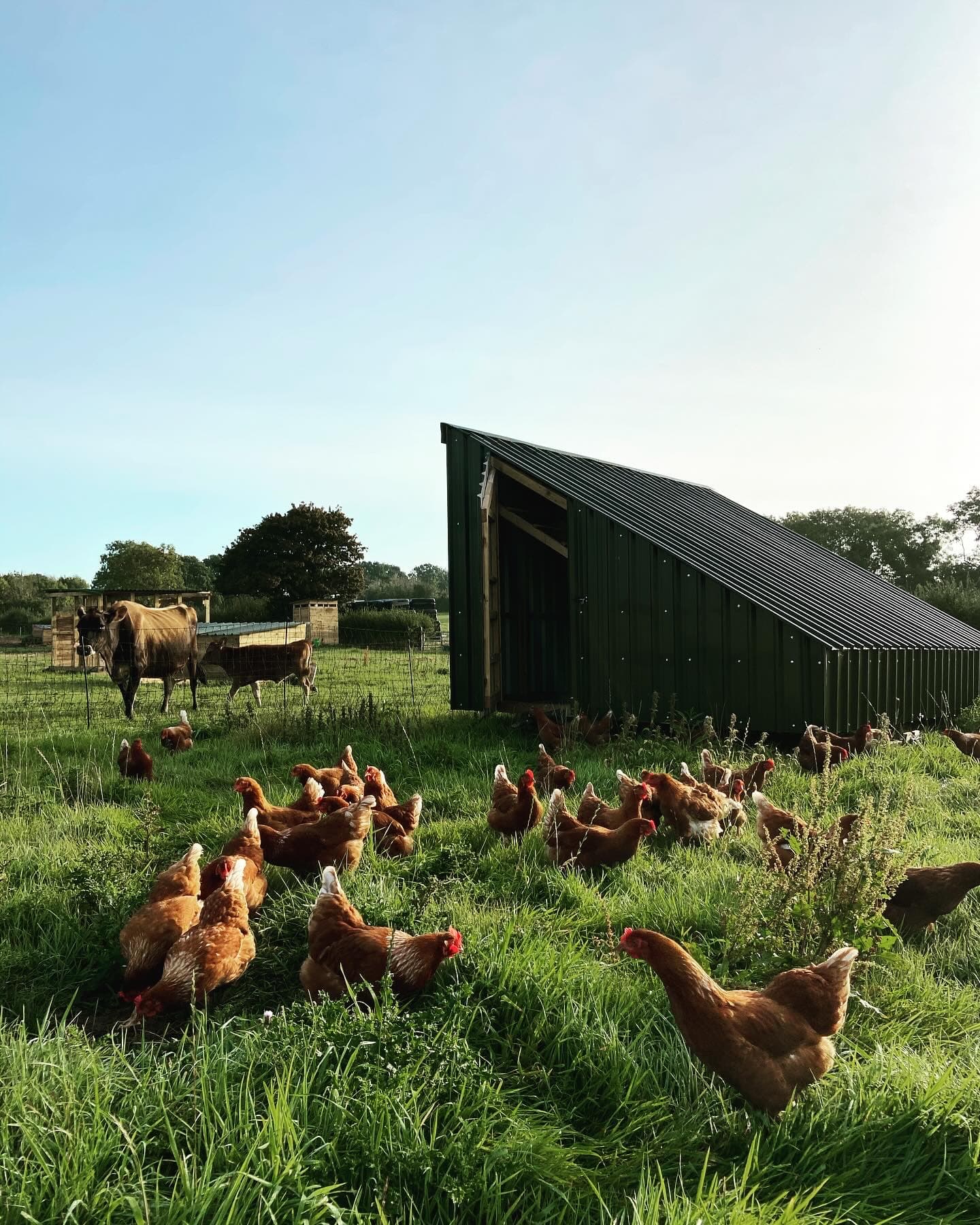 One Tree Farm Cows and Chickens