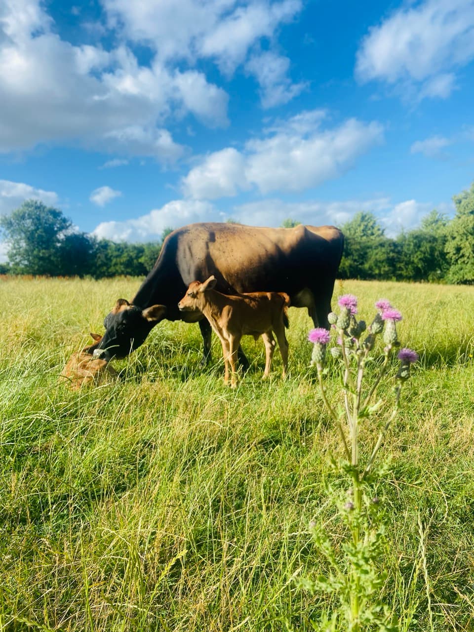 Browny and the calf
