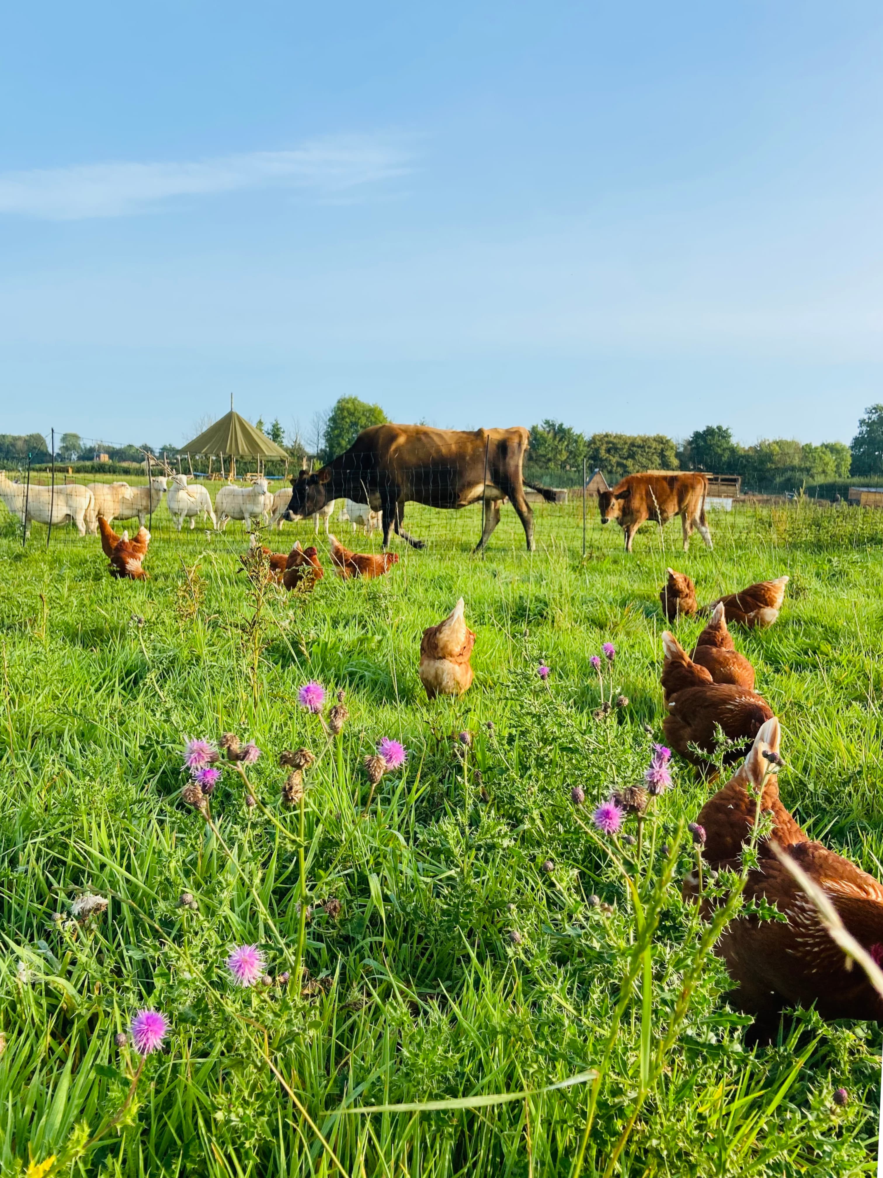 Pastured Chickens