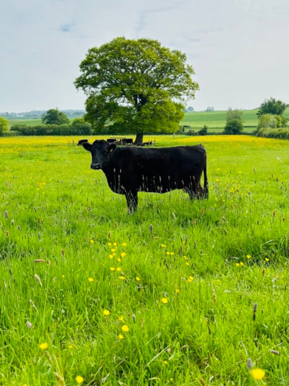 Grass-fed Dexter Cattle